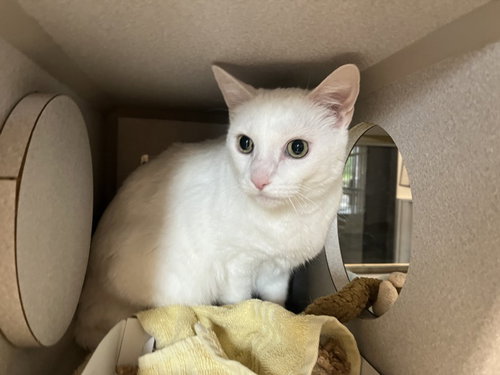 CUPCAKE, Senior Domestic Short Hair (medium coat), cat for adoption in Chapel Hill, North Carolina
