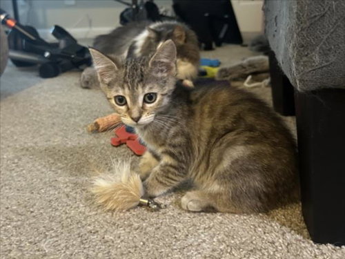 CROUTON, Baby Domestic Short Hair (medium coat), cat for adoption in Apex, North Carolina