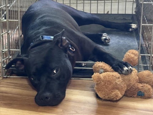 picture of the dog needing adoption