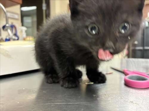 IAN, Baby Domestic Short Hair (medium coat), cat for adoption in Apex, North Carolina