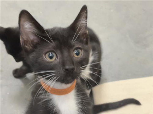 ORANGE, Baby Domestic Short Hair (medium coat), cat for adoption in Chapel Hill, North Carolina