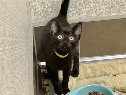 YELLOW, Baby Domestic Short Hair (medium coat), cat for adoption in Chapel Hill, North Carolina