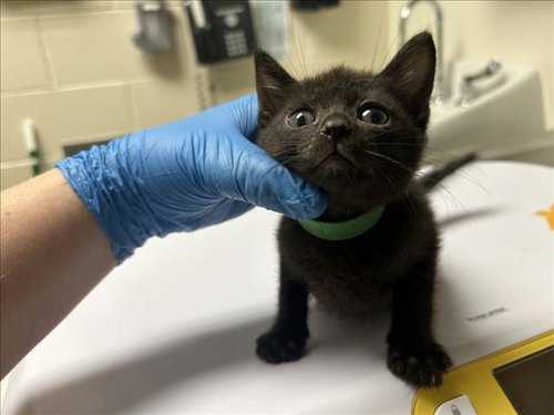 GREEN, Baby Domestic Short Hair (medium coat), cat for adoption in Chapel Hill, North Carolina