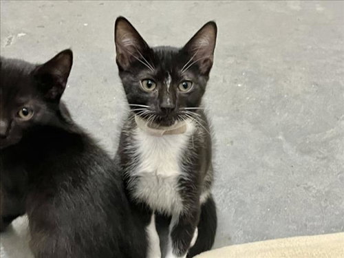 BLUE, Baby Domestic Short Hair (medium coat), cat for adoption in Chapel Hill, North Carolina