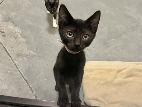 RED, Baby Domestic Short Hair (medium coat), cat for adoption in Chapel Hill, North Carolina