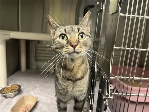 FIONA, Adult Domestic Short Hair (medium coat), cat for adoption in Chapel Hill, North Carolina