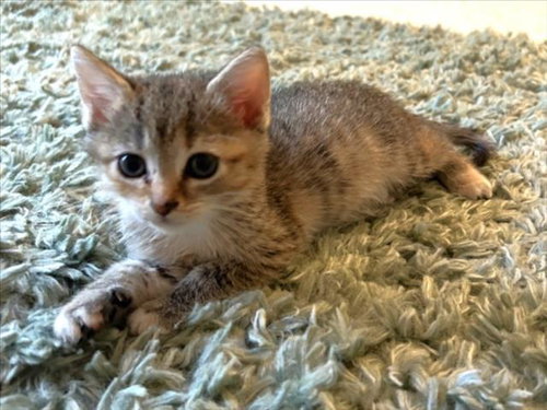 LACIE, Baby Domestic Short Hair (medium coat), cat for adoption in Chapel Hill, North Carolina