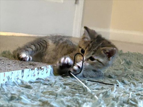 TRACY, Baby Domestic Short Hair (medium coat), cat for adoption in Chapel Hill, North Carolina