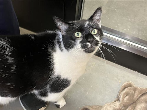 MONKEY, an adoptable Domestic Short Hair in Chapel Hill, NC