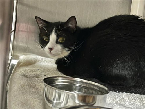 OREO, an adoptable Domestic Short Hair in Chapel Hill, NC