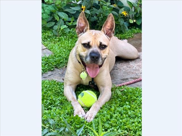 GATOR