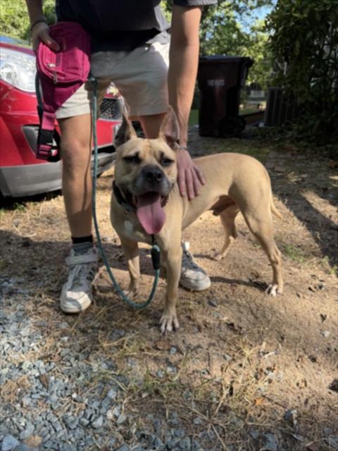 picture of the dog needing adoption