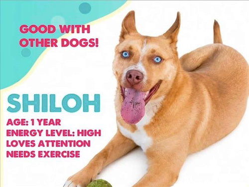 Shiloh