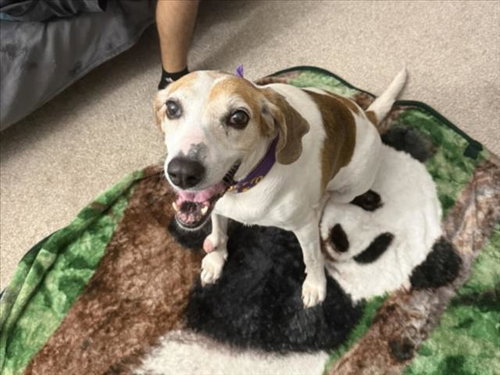 picture of the dog needing adoption