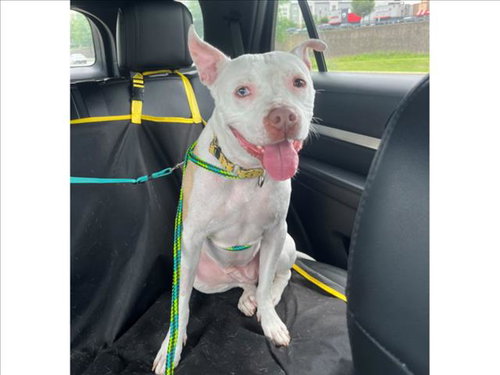 picture of the dog needing adoption