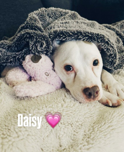 picture of the dog needing adoption