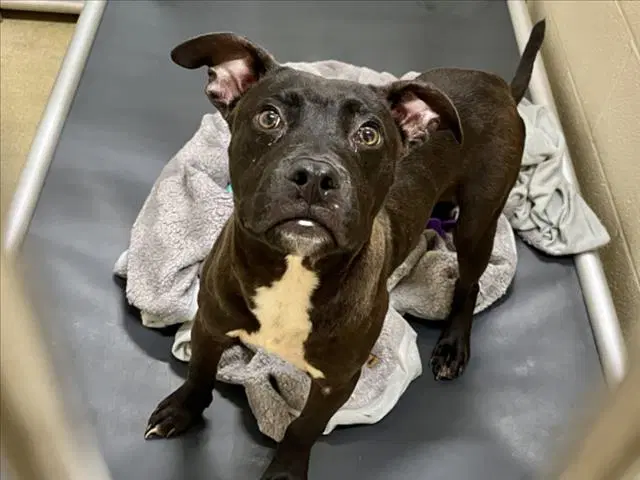 Milo - Pit Bull Terrier