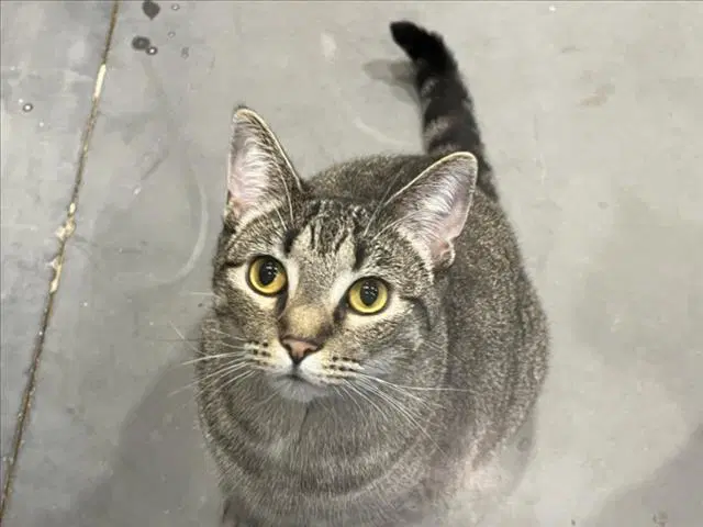Ramen - Domestic Short Hair