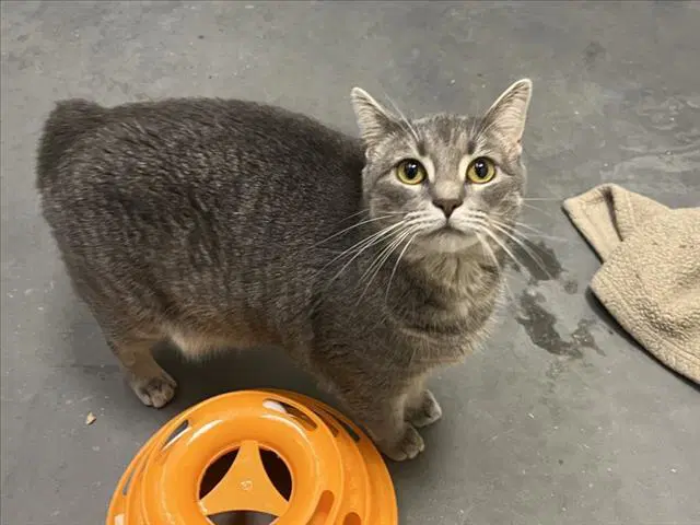 Goose - Domestic Short Hair