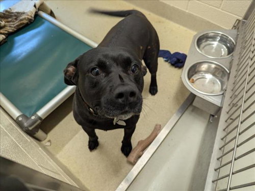picture of the dog needing adoption