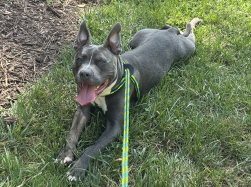 picture of the dog needing adoption