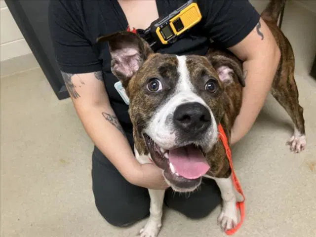 Louie - Pit Bull Terrier
