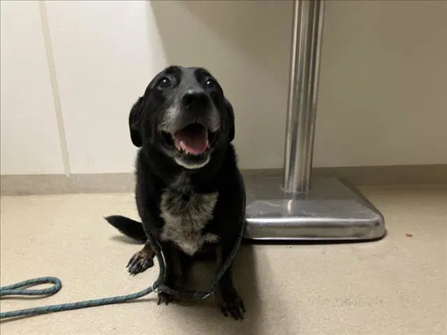 Nala - Labrador Retriever