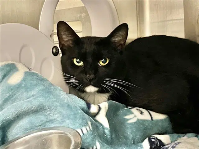 Nate - Domestic Short Hair