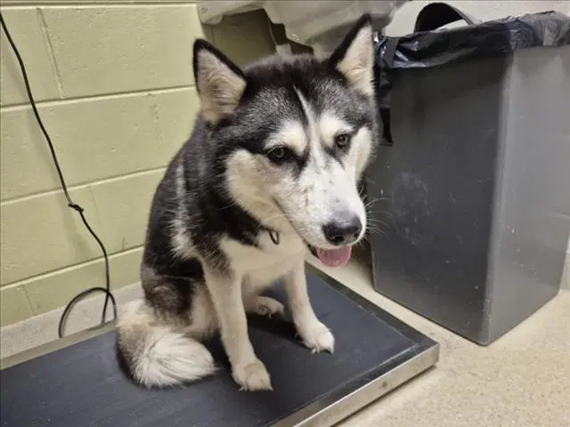 Savannah - Husky