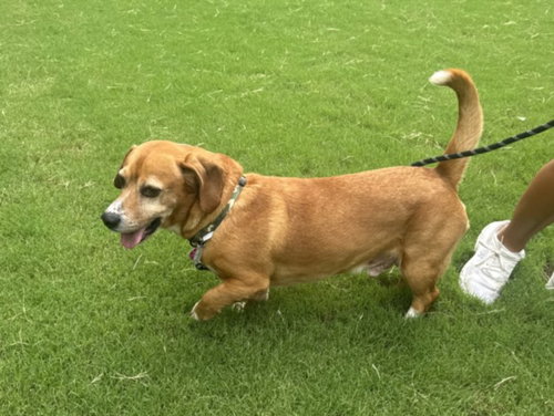 picture of the dog needing adoption
