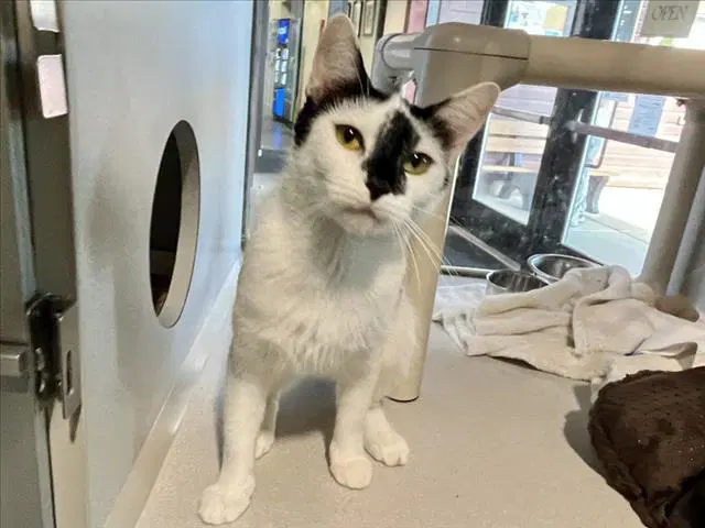 Platinum - Domestic Short Hair