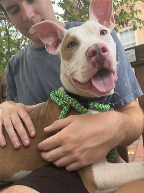 picture of the dog needing adoption