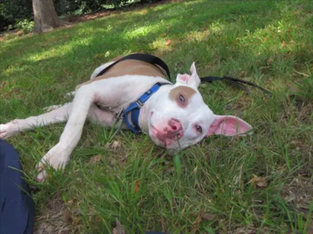 Billy image 1
