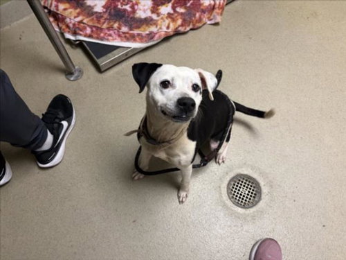 picture of the dog needing adoption