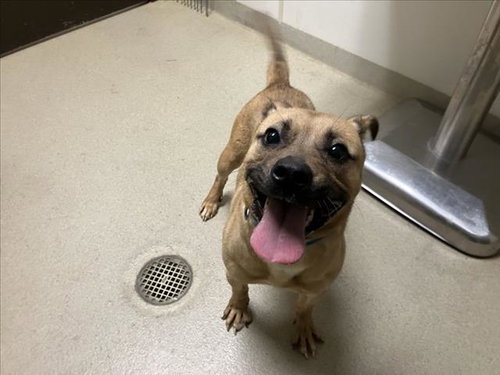 picture of the dog needing adoption
