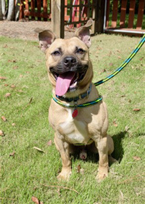 BENTLY**, a dog for adoption from Orange County Animal Services