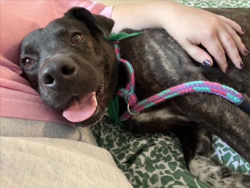 picture of the dog needing adoption