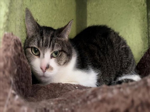 picture of the cat needing adoption