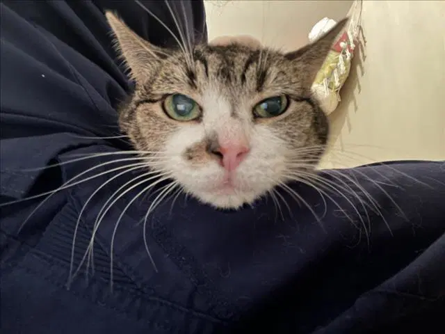 Ling Ling - Domestic Short Hair
