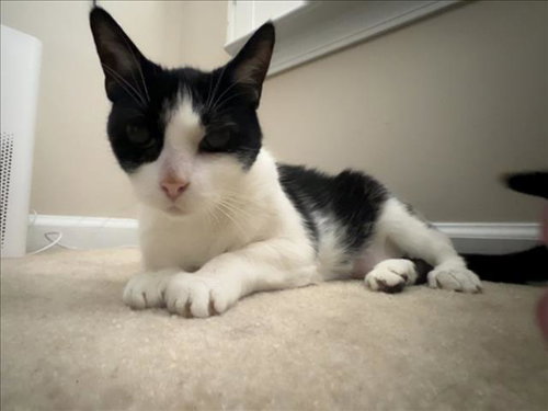 picture of the cat needing adoption