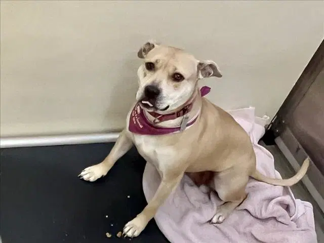 Mae Mae - Pit Bull Terrier