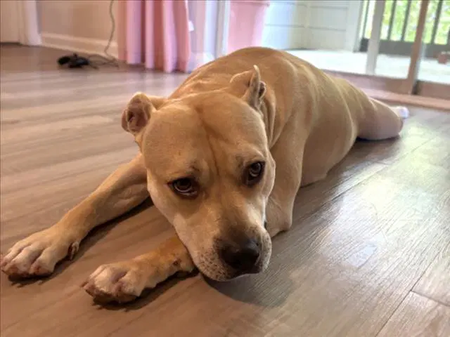 Mae Mae - Pit Bull Terrier