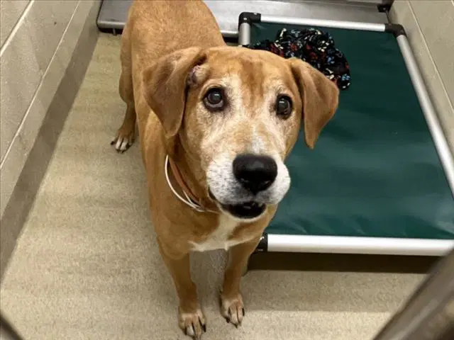 Bao Bao - Hound