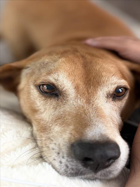 picture of the dog needing adoption