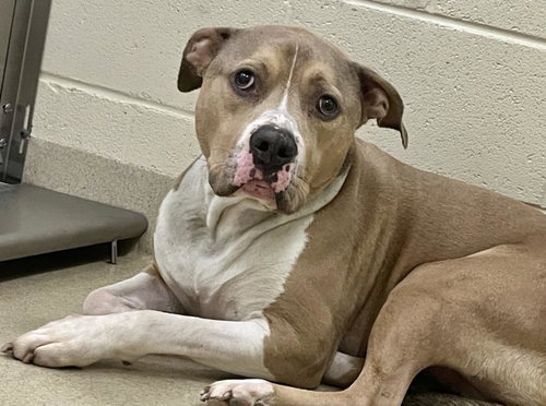 picture of the dog needing adoption