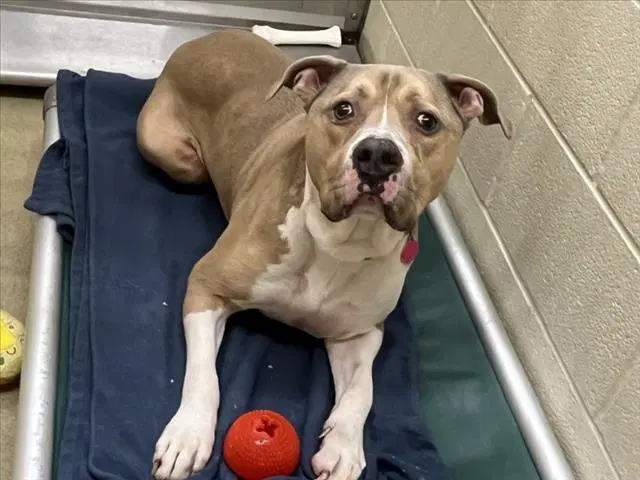 Haku - Pit Bull Terrier
