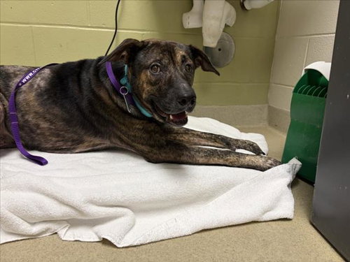 picture of the dog needing adoption