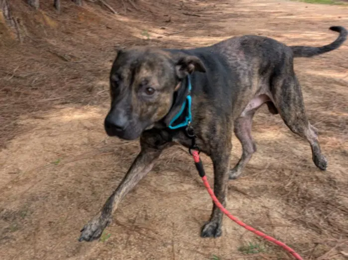 Brindley - Pit Bull Terrier