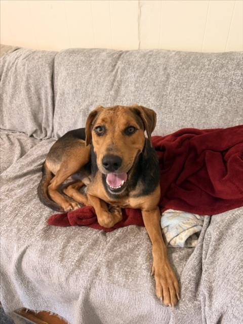 picture of the dog needing adoption