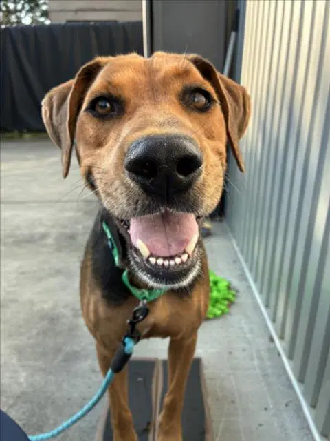 Mr Bear - Hound